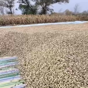 308视频看货当面装货混米商品米
