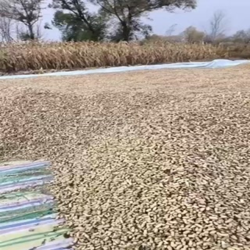 308视频看货当面装货混米商品米