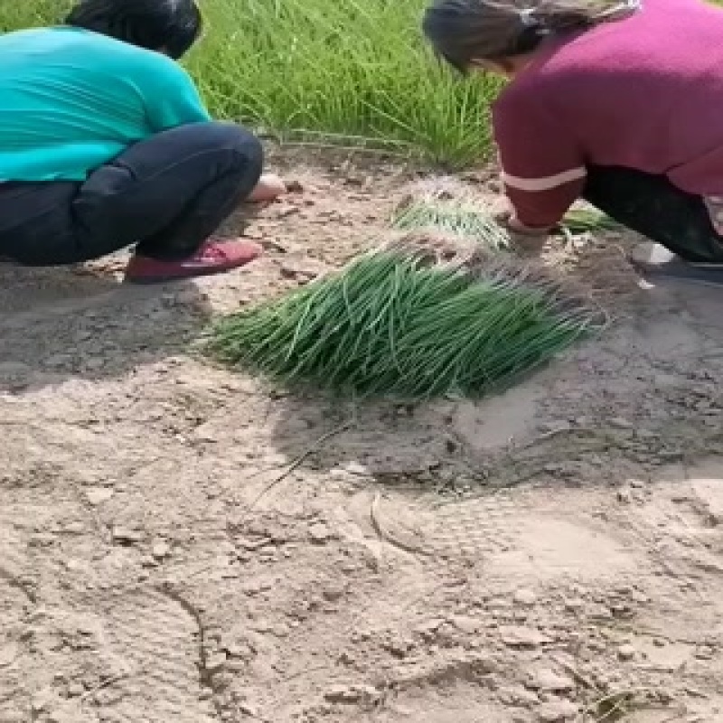 我处有优质秦红宝3号洋葱苗