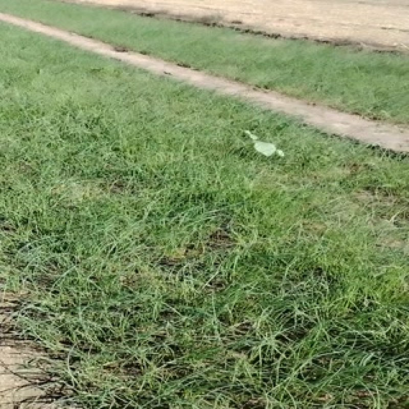 我处有优质秦红宝3号洋葱苗