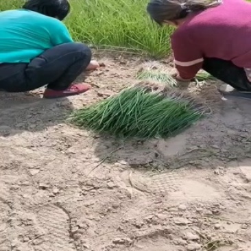 我处有优质秦红宝3号洋葱苗