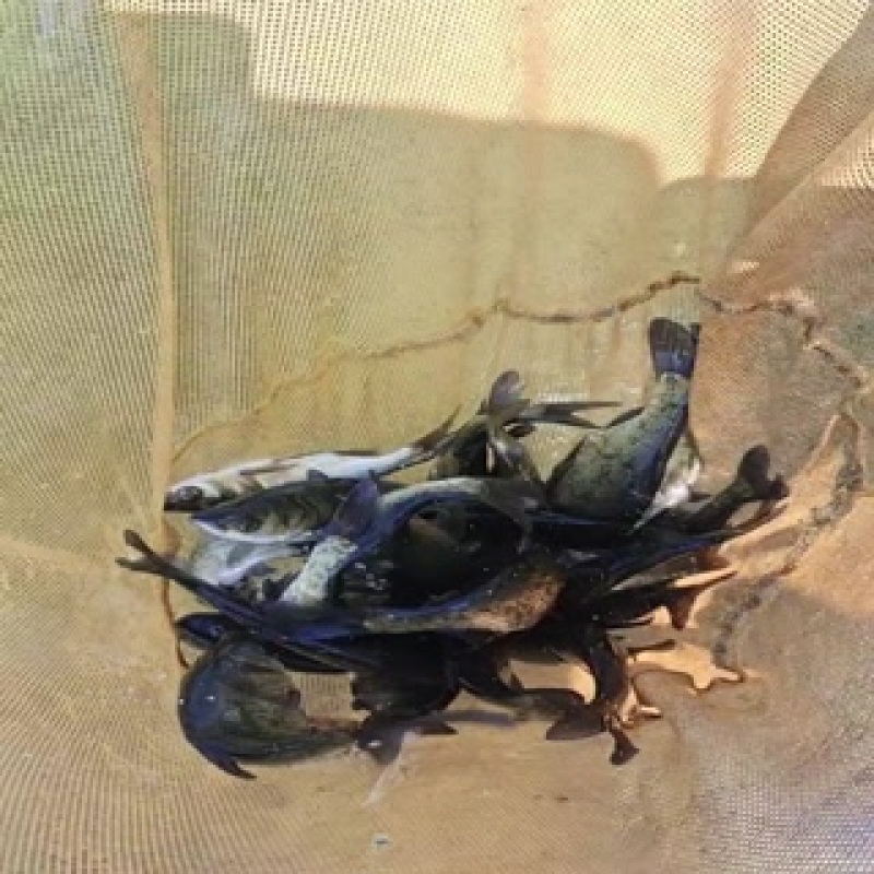 优质花鲢苗大小规格都有，