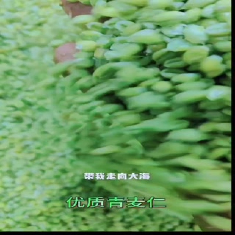 麦仁
