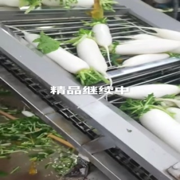 河北白罗卜大量供应中