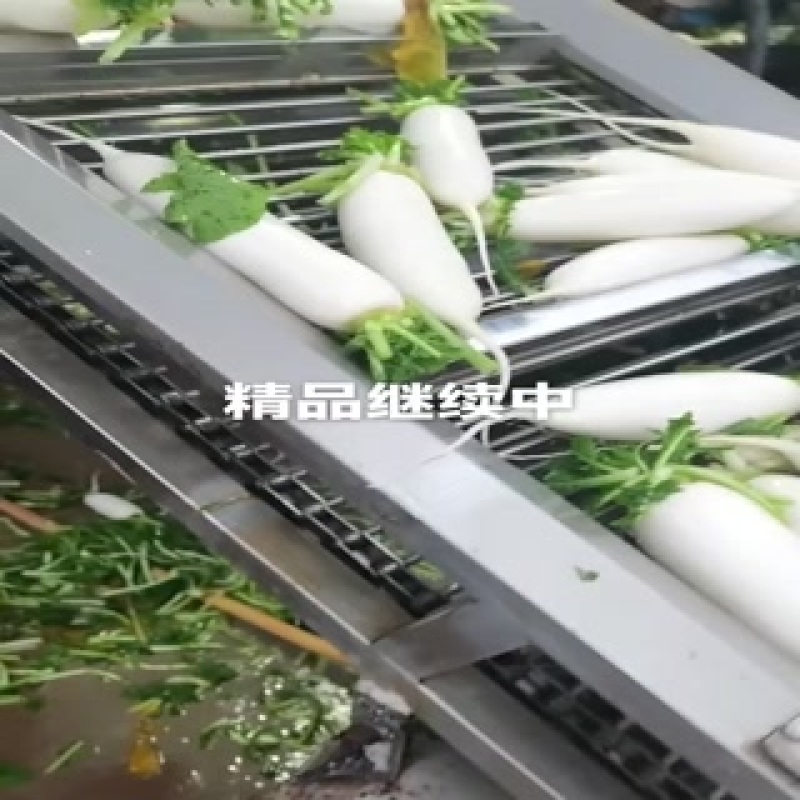 河北白罗卜大量供应中