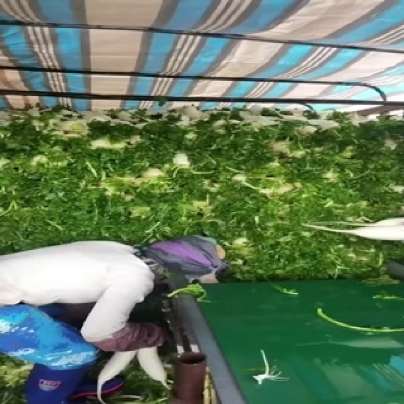 河北白罗卜大量供应中