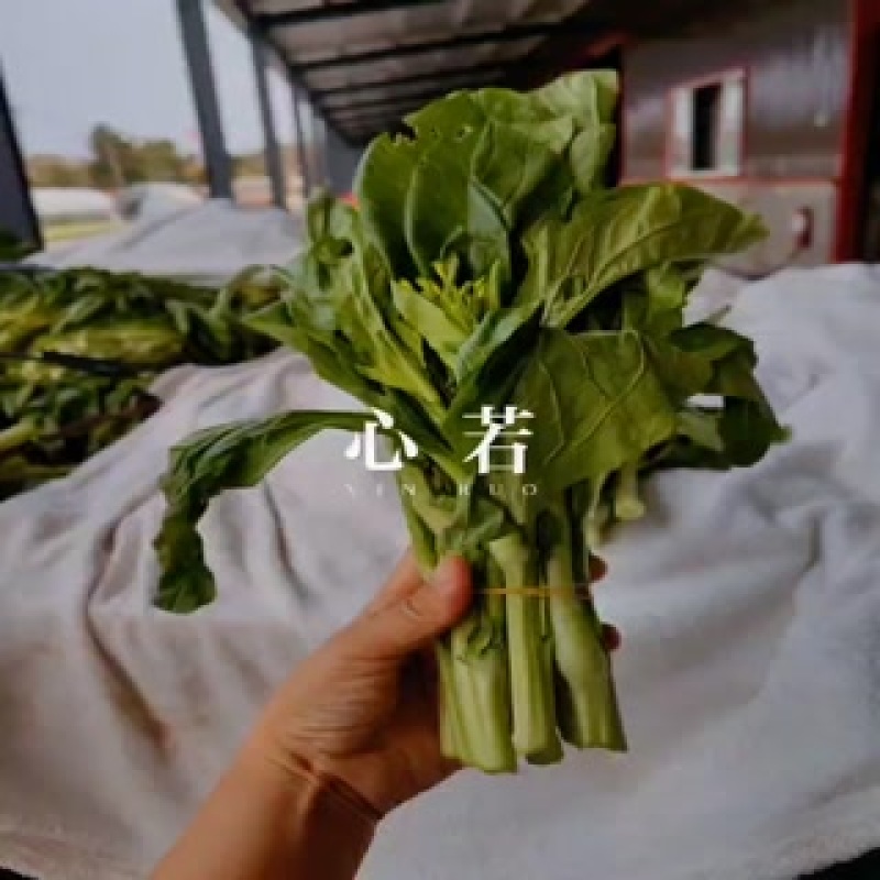 优质白菜苔