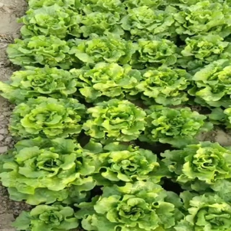 意大利生菜大量上市，欢迎各界老板前来选购
