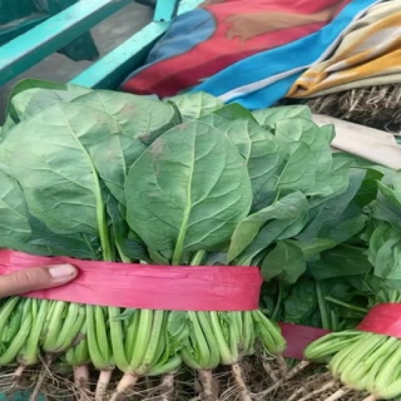 菠菜
