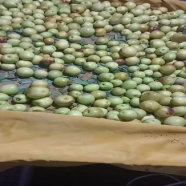 沾化冬枣