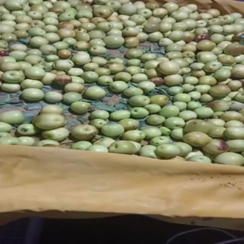 沾化冬枣