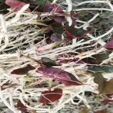 新鲜野生鱼腥草，北京当地产，健康绿色，**特惠！