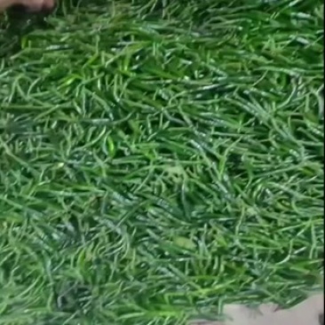 河南后期青米椒，加工厂，腌制工厂直供