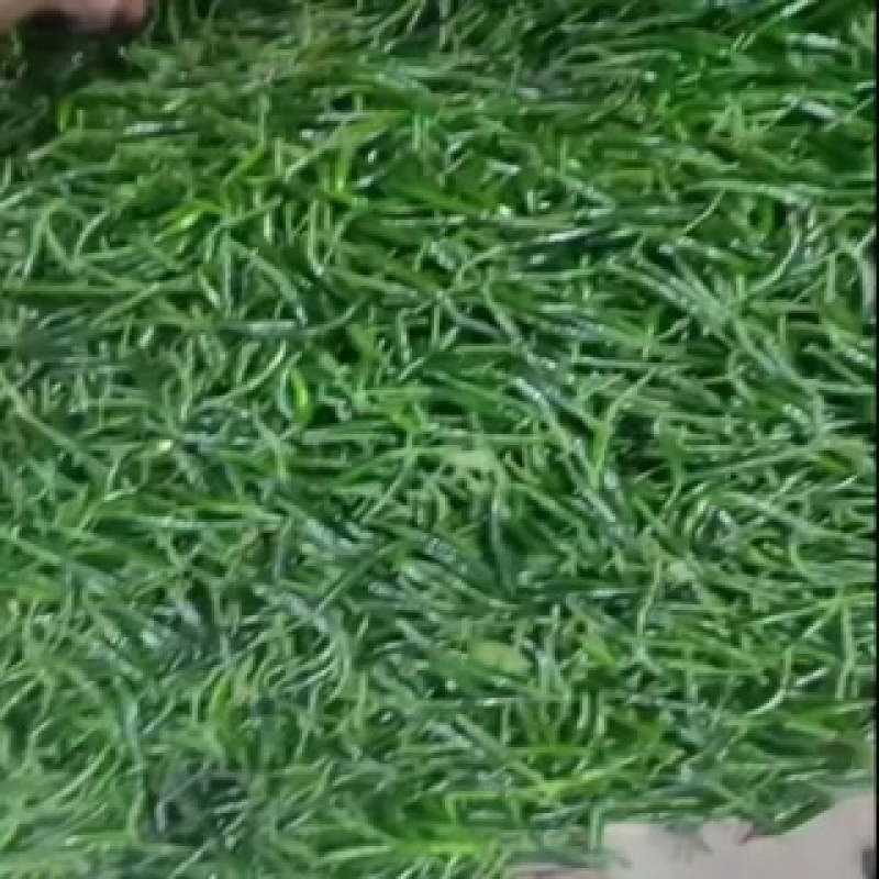 河南后期青米椒，加工厂，腌制工厂直供