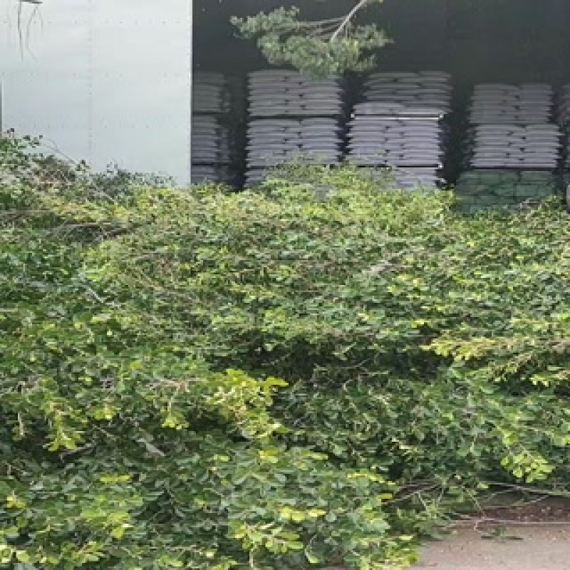 榕树叶