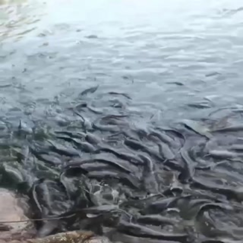 【鲶鱼】埃及鱼埃及塘鲺胡鲶鱼胡子鲶塘口直抓