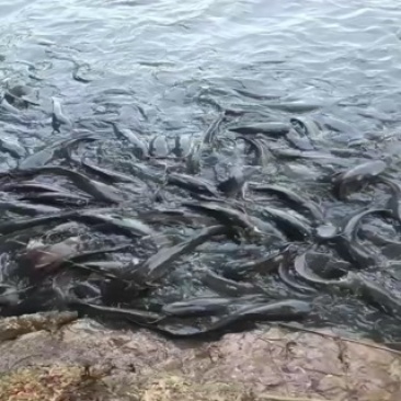 【鲶鱼】埃及鱼埃及塘鲺胡鲶鱼胡子鲶塘口直抓