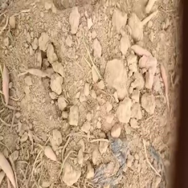 烟薯西瓜红薯龙九哈蜜红薯大量有货，代发代收代办各种红薯