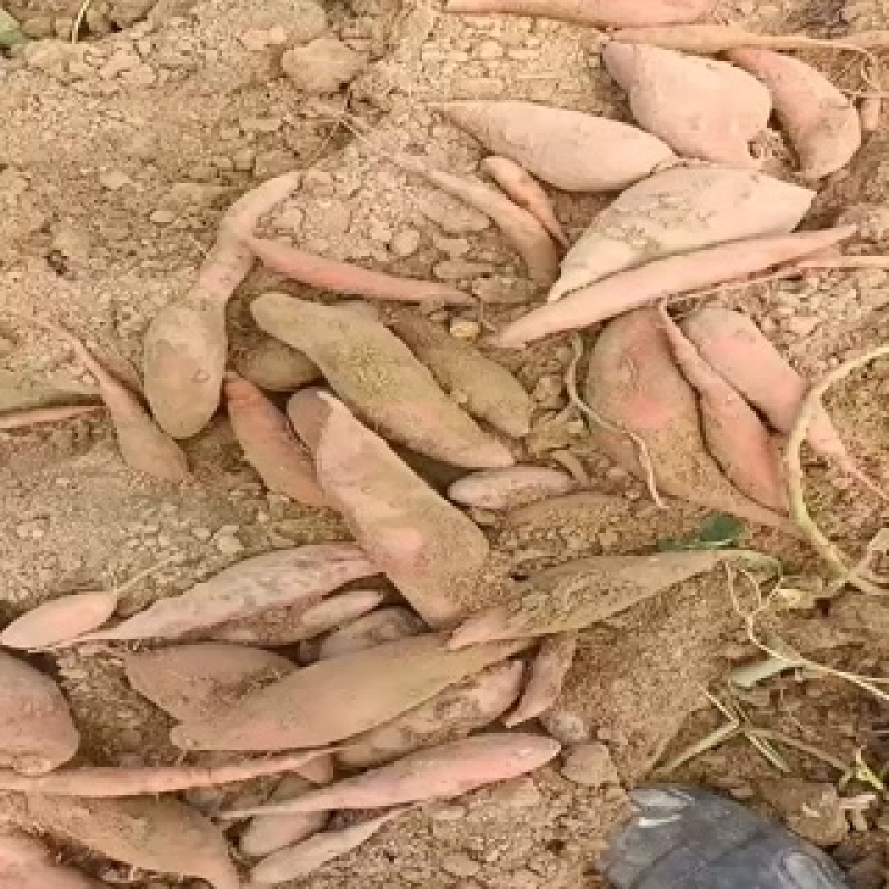 烟薯西瓜红薯龙九哈蜜红薯大量有货，代发代收代办各种红薯