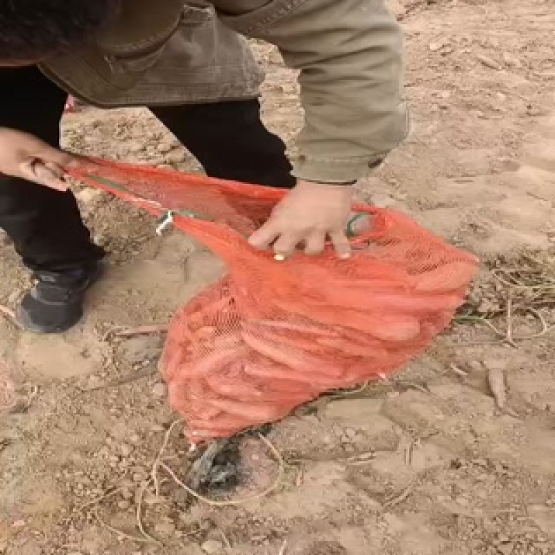 烟薯西瓜红薯龙九哈蜜红薯大量有货，代发代收代办各种红薯