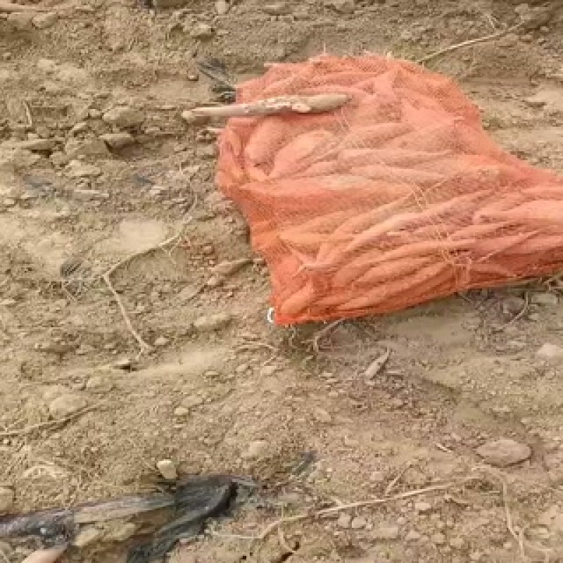 烟薯西瓜红薯龙九哈蜜红薯大量有货，代发代收代办各种红薯