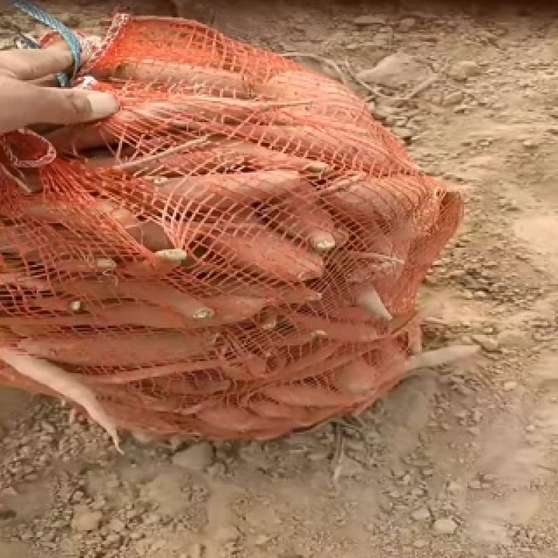 烟薯西瓜红薯龙九哈蜜红薯大量有货，代发代收代办各种红薯
