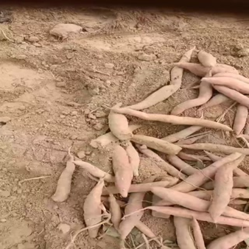 烟薯西瓜红薯龙九哈蜜红薯大量有货，代发代收代办各种红薯