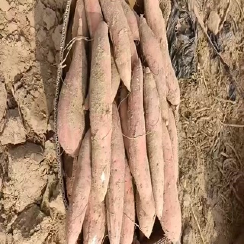 烟薯25西瓜红薯哈蜜红薯龙九红薯紫薯商薯19等有货代办