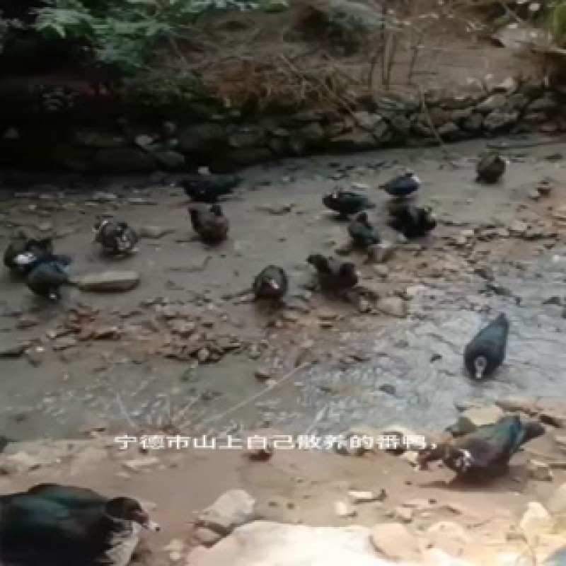 走地番鸭，150只左右