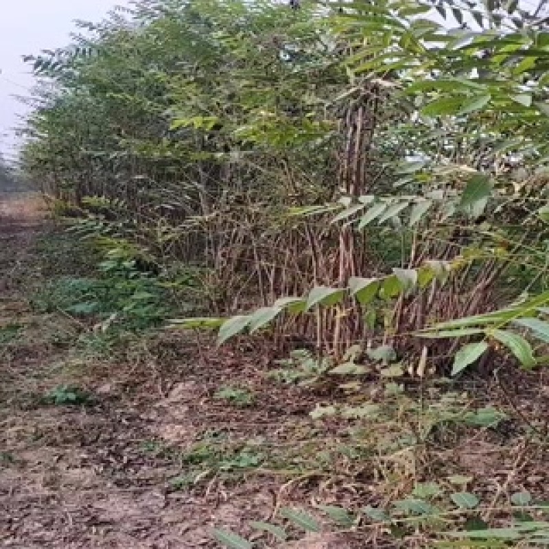 冬棚用的香椿树苗