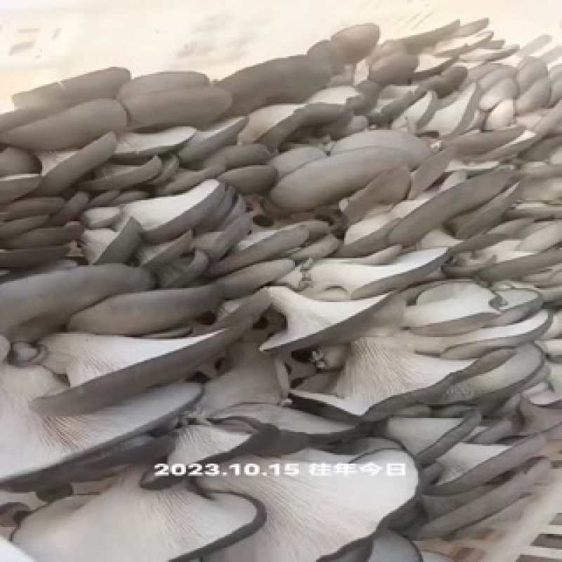 鲜平菇