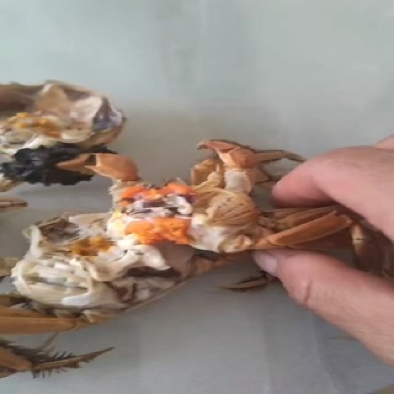 七里海香蟹