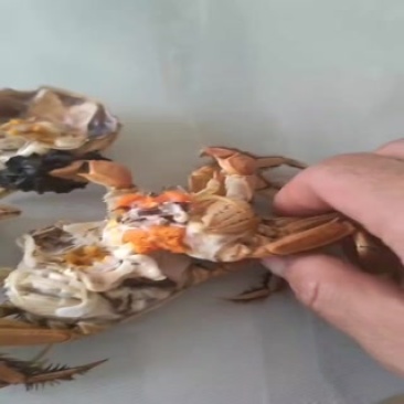 七里海香蟹