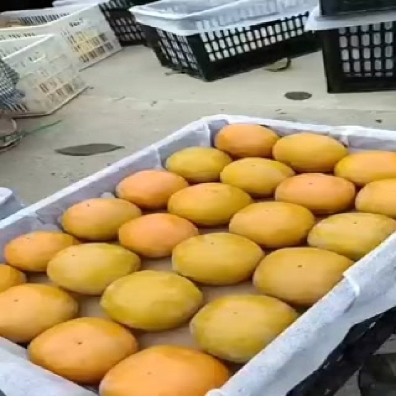 阳丰甜柿子