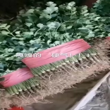 香菜