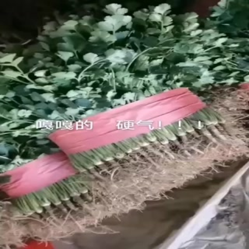 香菜