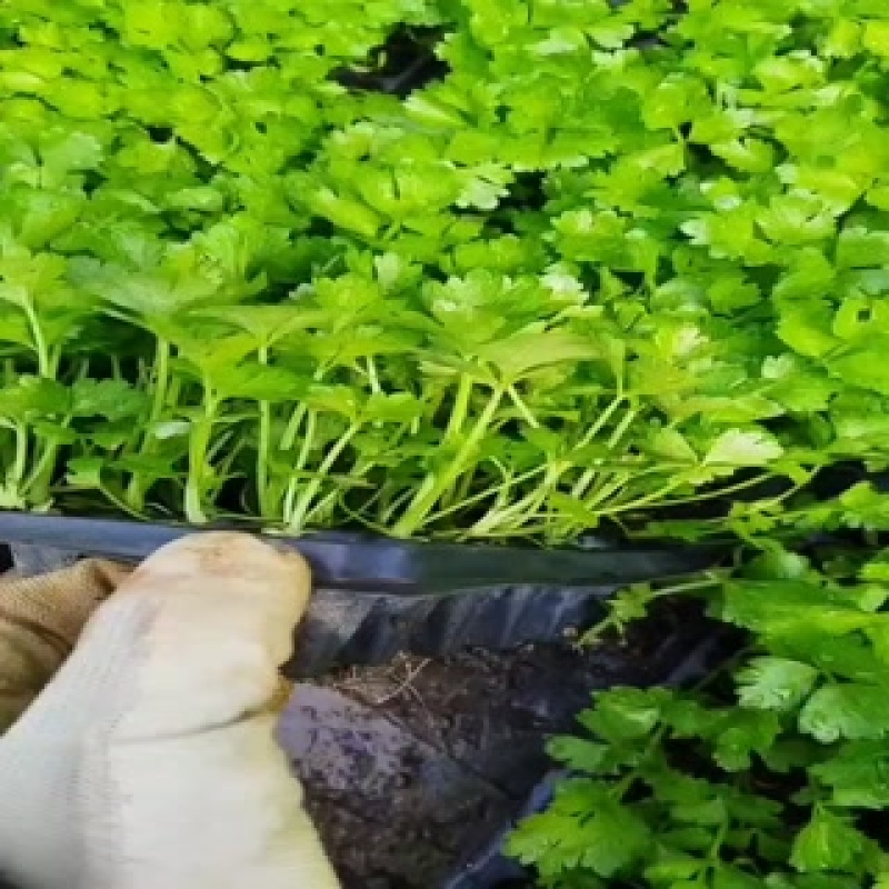 穴盘芹菜苗子