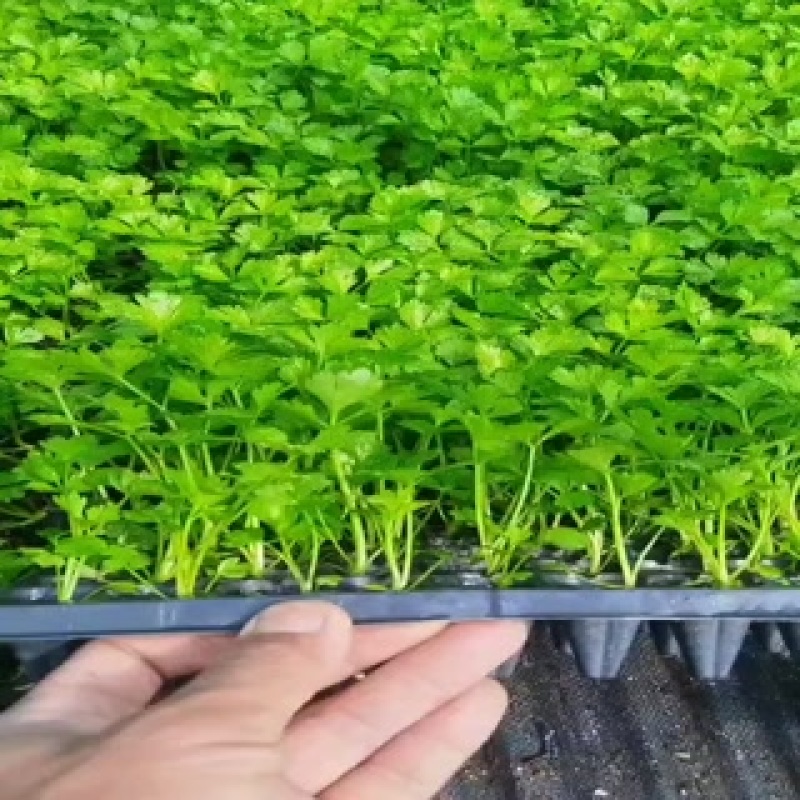 穴盘芹菜苗子