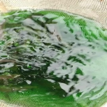 青鱼苗鱼场值供