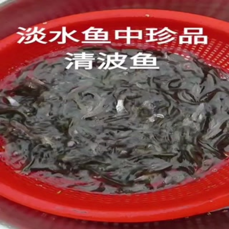 清波鱼鱼场供应欢迎大家参观