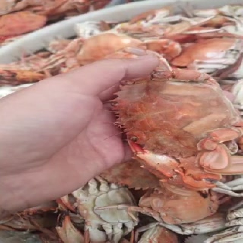 新煮的熟螃蟹一点都不咸大集赶集！！！！！