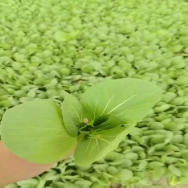精品上海青油菜