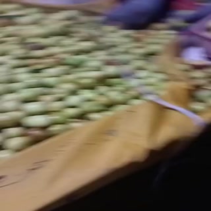 沾化冬枣