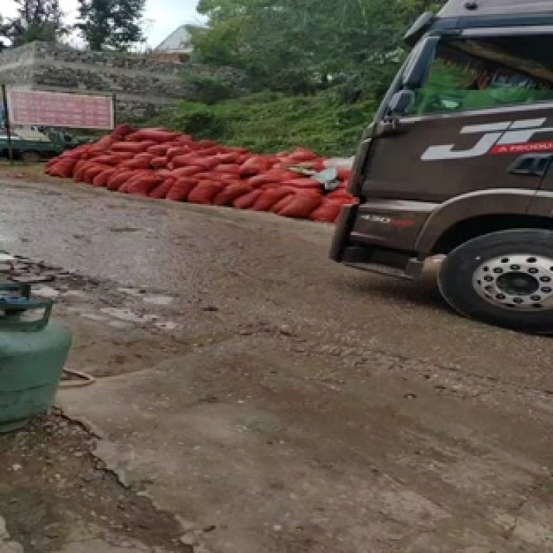 铁山楂大量上市需要的不怕量大的您就来