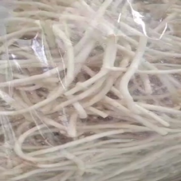 鱼腥草