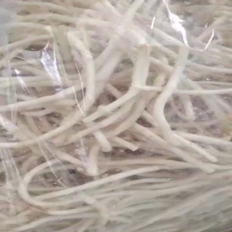 鱼腥草