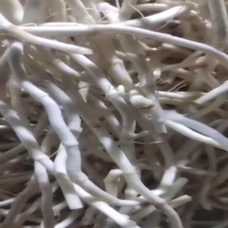 鱼腥草