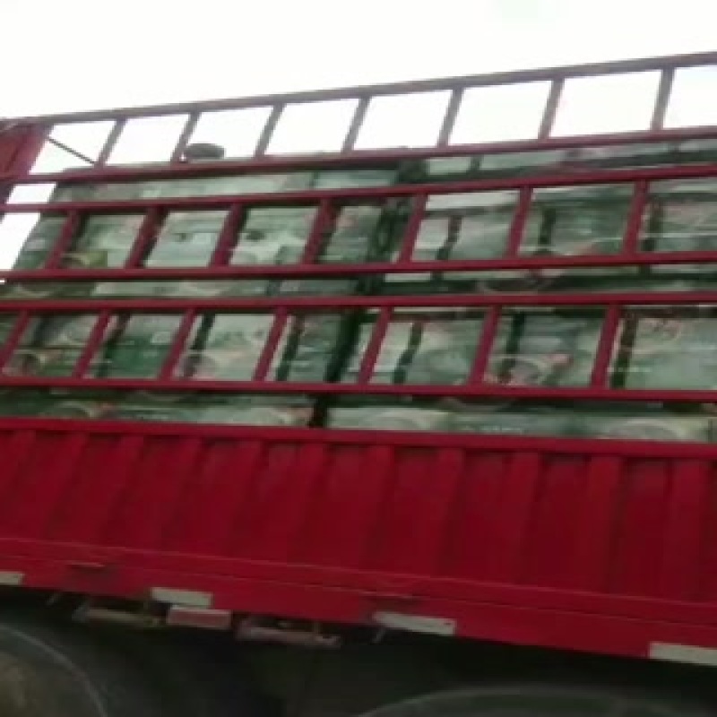 大量出青岛啤酒