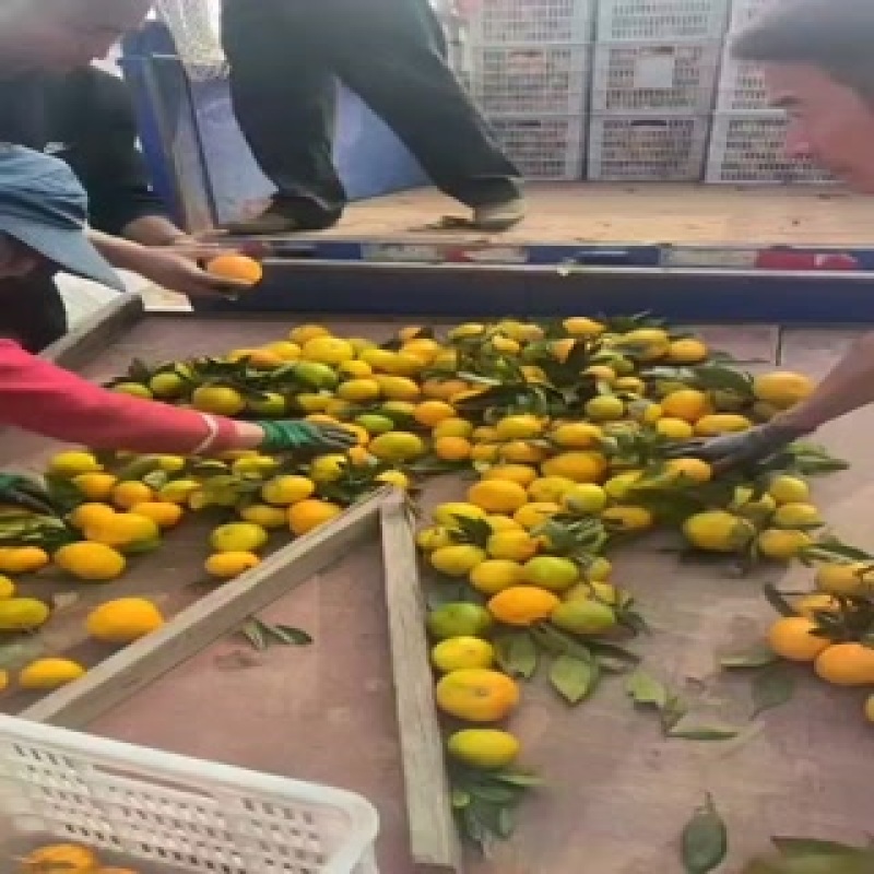 武当蜜桔！