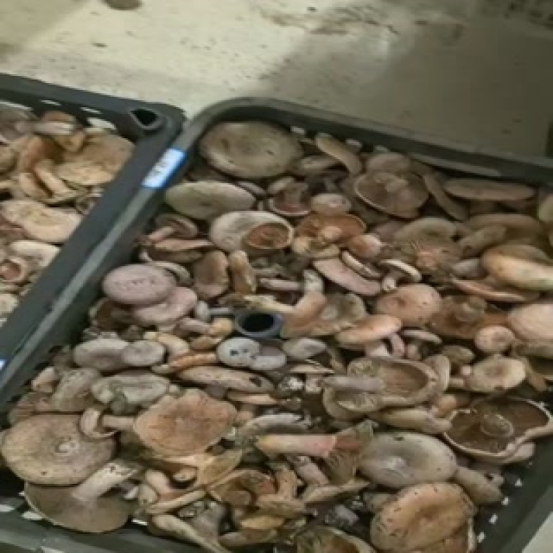 乌枞菌